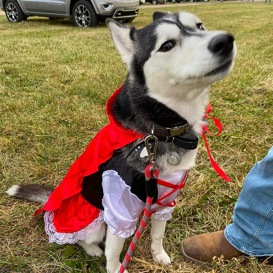 Maya joined the competition — help win amazing prizes! accessories, alloywheel, animal, canine, car, carwheel, clothing, coat, dog, grass, husky, machine, pet, plant, spoke, strap, tire, transportation, vehicle, wheel