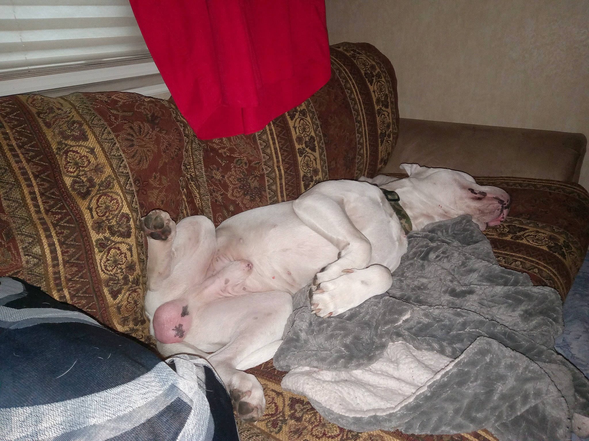 Brody is registered to the contest to win money with this photo: bedding, canidae, carnivore, comfort, companion_dog, couch, curtain, dog, dog_breed, duvet, fawn, flooring, hardwood, linens, living_room, nap, non_sporting_group, room, sporting_group, tail