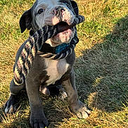 Odin is registered to the contest to win money with this photo: adorable, animal, chewing, collar, cute, dog, fun, grass, happy, leash, nature, outdoor, pet, playful, puppy, rope_toy, sitting, sunlight, tongue, young_dog
