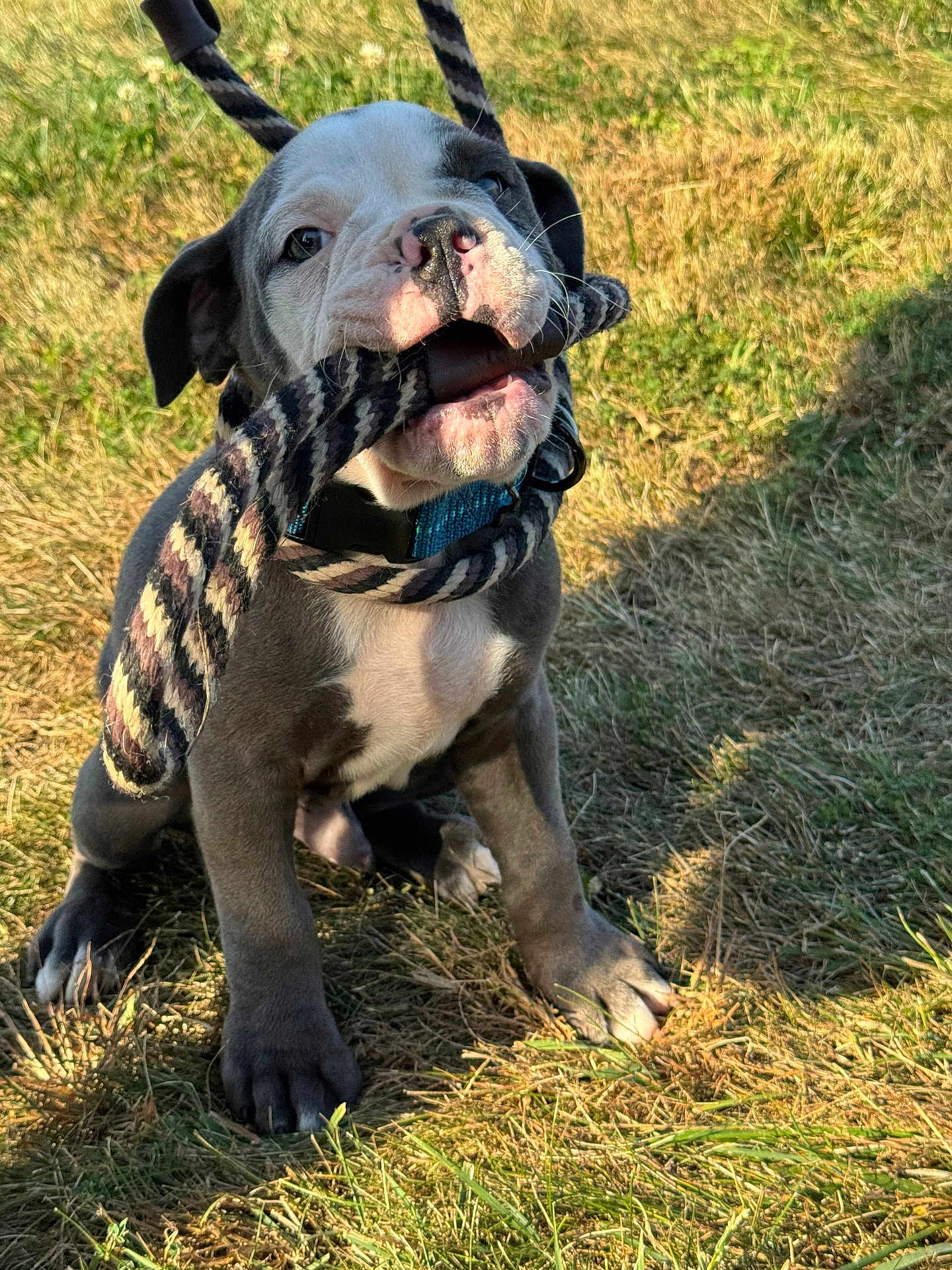Odin