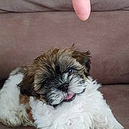 Mina joined the competition — help win amazing prizes! brown, closeup, couch, cute, dog, domestic_animal, finger, fluffy, fur, indoor, paws, pet, playful, portrait, puppy, shih_tzu, sitting, tongue, white, young