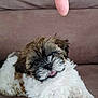 brown, closeup, couch, cute, dog, domestic_animal, finger, fluffy, fur, indoor, paws, pet, playful, portrait, puppy, shih_tzu, sitting, tongue, white, young