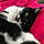 Kitty