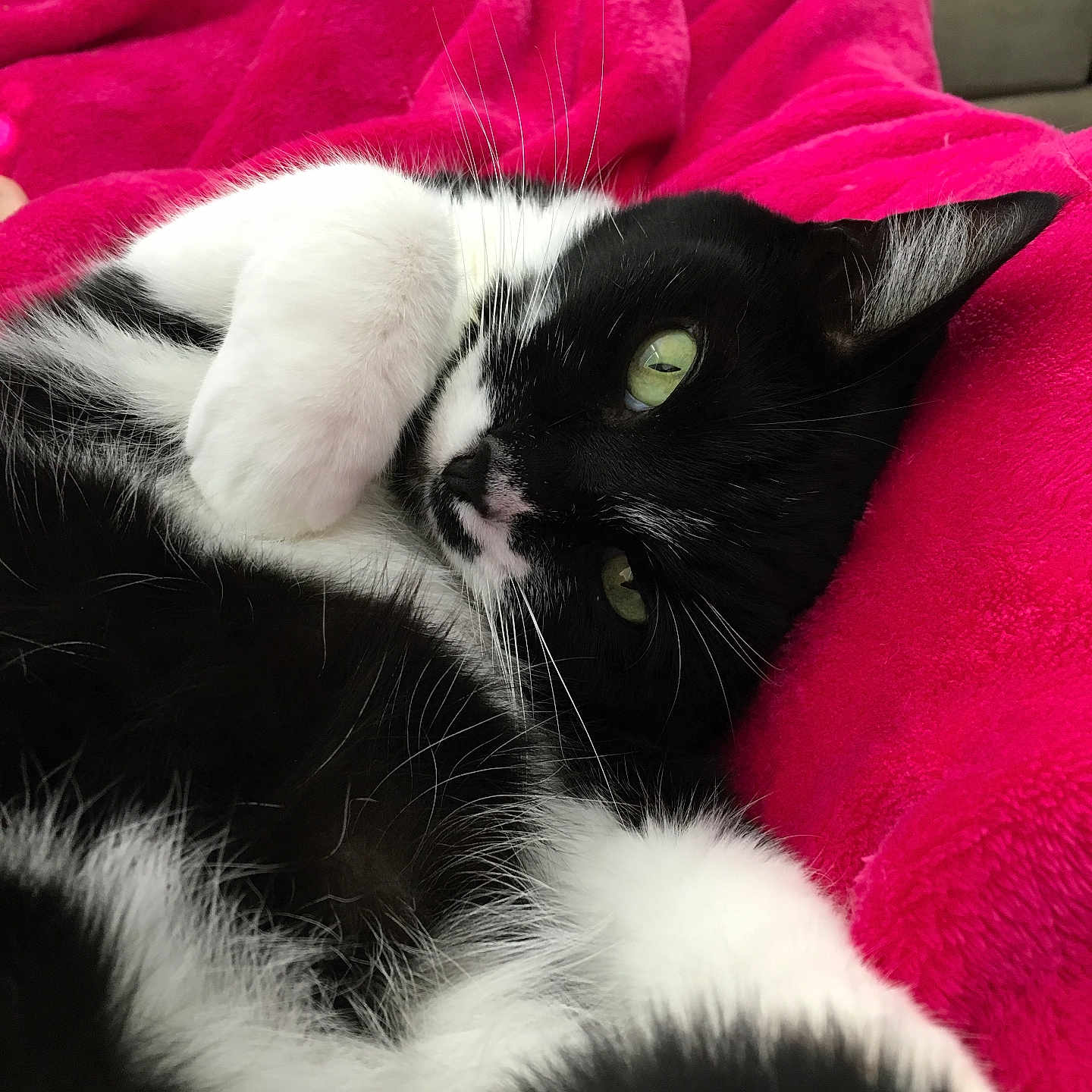 Kitty