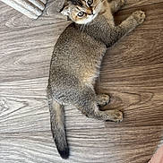 Cookie participe au concours pour gagner de l'argent avec cette photo : animal, cat, cozy, curious, cute, domestic_cat, ears, floor, fur, indoor, kitten, looking_up, pet, playful, resting, small, tail, whiskers, wooden_floor, young