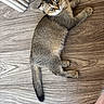 animal, cat, cozy, curious, cute, domestic_cat, ears, floor, fur, indoor, kitten, looking_up, pet, playful, resting, small, tail, whiskers, wooden_floor, young