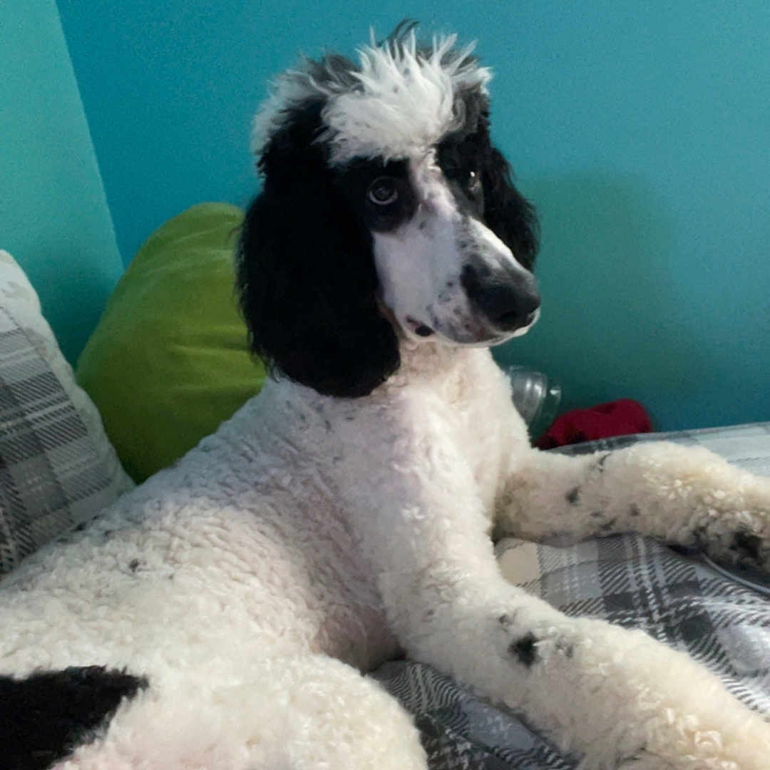 Oliver is registered to the contest to win money with this photo: animal, bed, black_and_white, canine, companion, cozy, curly_fur, cute, dog, ears, fur, indoor, laying_down, paw, pet, pillow, plaid, poodle, relaxed, snout