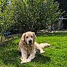animal, backyard, canine, dog, flora, flower_bush, fur, garden, golden_retriever, grass, greenery, laying, mammal, nature, outdoor, peaceful, pet, relaxing, summer, sunlight