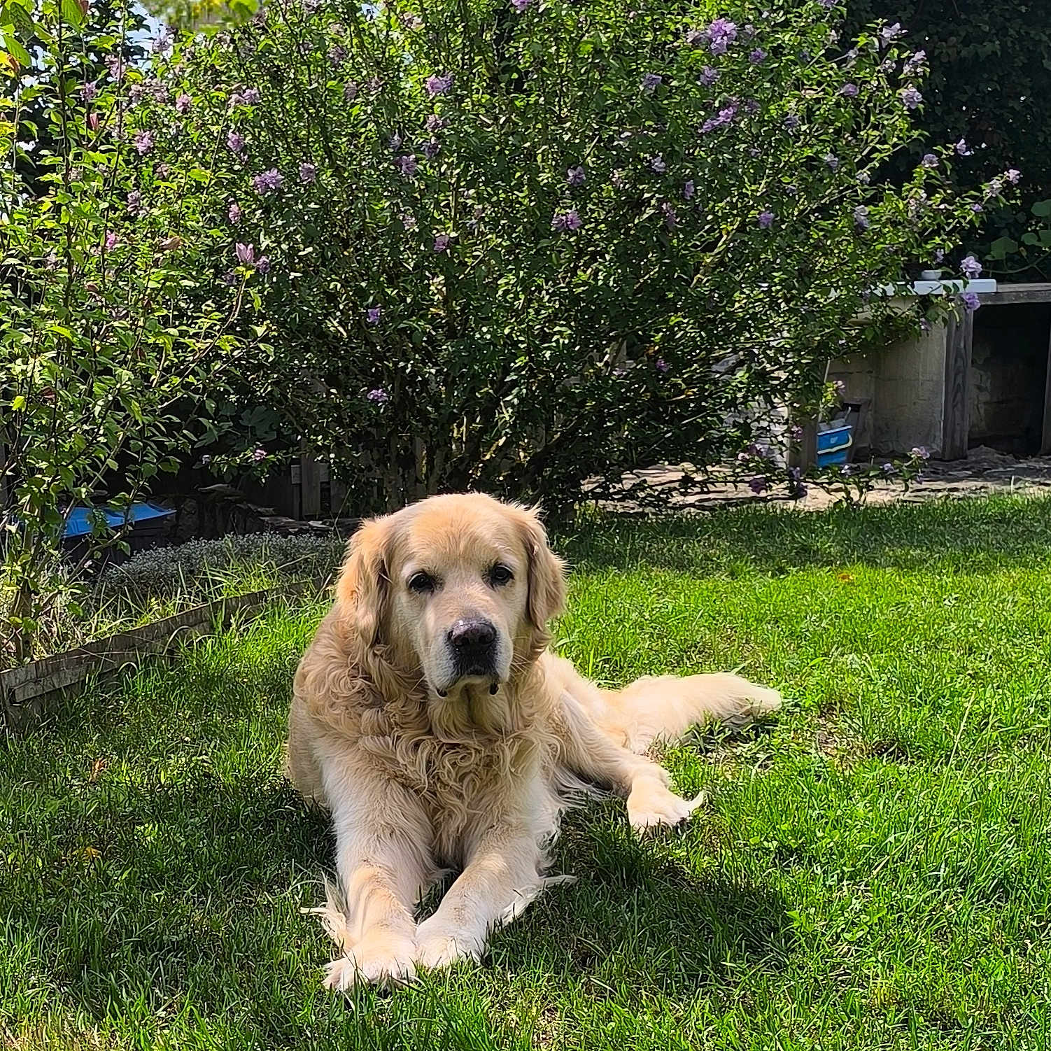 Iago participe au concours pour gagner de l'argent avec cette photo : animal, backyard, canine, dog, flora, flower_bush, fur, garden, golden_retriever, grass, greenery, laying, mammal, nature, outdoor, peaceful, pet, relaxing, summer, sunlight