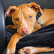 Milo joined the competition — help win amazing prizes! bedtime, blanket, brown_puppy, close_up, collar, couch, cozy, dog, ears, fur, harness, indoor, looking_at_camera, paws, pink_nose, portrait, puppy, relaxed, resting, whiskers