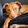bedtime, blanket, brown_puppy, close_up, collar, couch, cozy, dog, ears, fur, harness, indoor, looking_at_camera, paws, pink_nose, portrait, puppy, relaxed, resting, whiskers