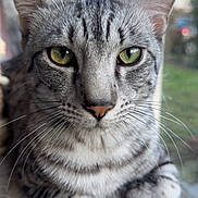 Anubis a rejoint le concours — aidez-le/la à gagner de superbes lots ! cat, tabby, feline, close_up, portrait, green_eyes, whiskers, fur, ears, nose, paws, striped, pet, indoor, window, curious, face, macro, relaxed, cozy