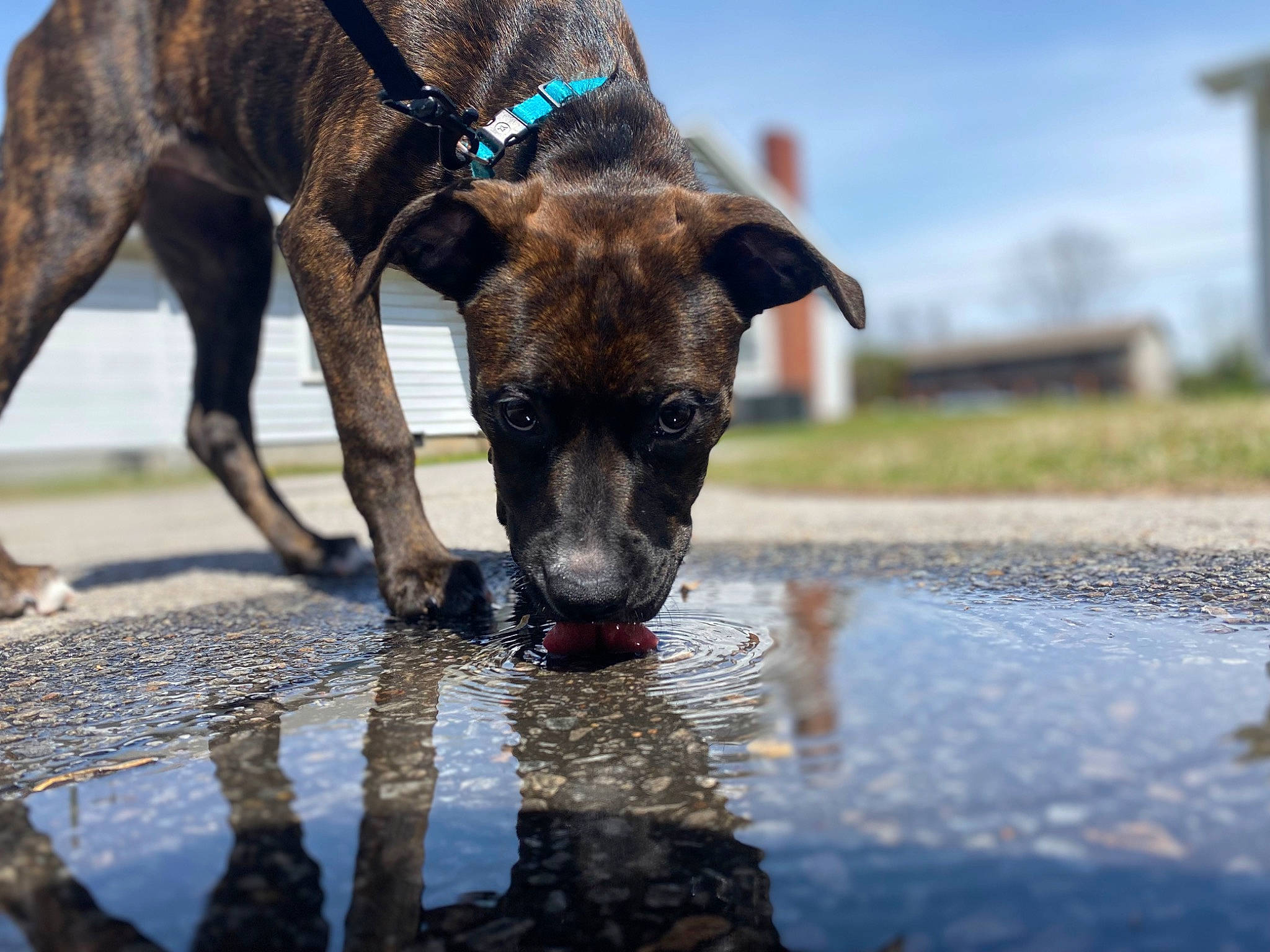 Brandi joined the competition — help win amazing prizes! canidae, carnivore, cloud, collar, companion_dog, dog, dog_breed, dog_collar, fawn, guard_dog, liver, pet_supply, sky, snout, sporting_group, terrestrial_animal, water, whiskers, working_animal, working_dog