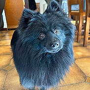 Vick a rejoint le concours — aidez-le/la à gagner de superbes lots ! black_dog, brown_tiles, chair, close_up, curious, cute, dog, floor_tiles, fluffy, fur, indoor, nose, pet, pomeranian, portrait, small_dog, table, whiskers, wide_eyes, wooden_chair
