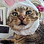 accessory, adorable, blanket, bunny_ears, cat, close_up, costume, cozy, fur, green_eyes, hat, indoor, nose, paw, pet, plush, portrait, stripes, tabby_cat, whiskers