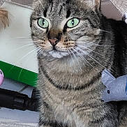 Filou participe au concours pour gagner de l'argent avec cette photo : cat, tabby, green_eyes, whiskers, close_up, indoor, pet, feline, striped_fur, sitting, animal, cute, domestic_cat, toy_mouse, household, fur, ears, face, portrait, relaxed