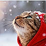 Filou participe au concours pour gagner de l'argent avec cette photo : animal, bokeh, cat, cozy, cute, ear, feline, festive, fur, green_eyes, head, looking_up, outdoor, portrait, red_hoodie, snow, snowflakes, tabby, whiskers, winter