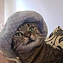 Filou participe au concours pour gagner de l'argent avec cette photo : cat, close_up, cozy, decorative_pillow, ears_hidden, face, fur, green_eyes, hat, home_decor, indoor, muzzle, pet, pillow, plush_hat, portrait, soft_texture, surprised_expression, tabby_cat, whiskers