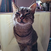 Filou participe au concours pour gagner de l'argent avec cette photo : box, cat, close_up, curious, ears, eyes, feline, fur, furniture, home, indoor, paws, pet, portrait, relaxed, shadow, sitting, soft_light, tabby_cat, whiskers