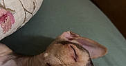 Choco is registered to the contest to win money with this photo: dog, sleeping, blanket, indoor, cozy, pet, nap, ears, animal, relaxation, closeup, resting, person, lap, cute, portrait, fur, peaceful, small_dog, comfort
