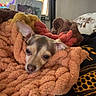 Choco joined the competition — help win amazing prizes! dog, blanket, cozy, indoor, resting, small_dog, pet, fur, ears, face, window, lamp, home_decor, soft_texture, relaxed, sleepy, comfort, couch, brown, orange