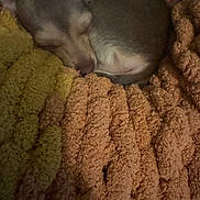 Choco joined the competition — help win amazing prizes! dog, sleeping, blanket, cozy, brown, texture, fur, curled_up, indoors, resting, warm, soft, snug, pet, animal, comfort, relaxation, quiet, peaceful, nap