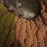 dog, sleeping, blanket, cozy, brown, texture, fur, curled_up, indoors, resting, warm, soft, snug, pet, animal, comfort, relaxation, quiet, peaceful, nap