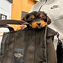 puppy, dog, tote_bag, black_bag, marc_jacobs, person, hoodie, nike, hand, indoor, curious, cute, pet, face, small_dog, canine, holding, fabric, zipper, background_blur