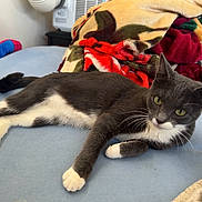 Gilbert is registered to the contest to win money with this photo: cat, gray_cat, white_paws, bed, blanket, indoor, pet, animal, feline, resting, fur, whiskers, green_eyes, curious, domestic_cat, cute, cozy, soft, relaxed, household
