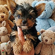 Roméo participe au concours pour gagner de l'argent avec cette photo : puppy, dog, hand, stuffed_toy, plush, teddy_bear, bunny, elephant, soft_toy, cute, pet, furry, small, ears, brown, black, indoor, cozy, close_up, animal