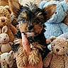 puppy, dog, hand, stuffed_toy, plush, teddy_bear, bunny, elephant, soft_toy, cute, pet, furry, small, ears, brown, black, indoor, cozy, close_up, animal