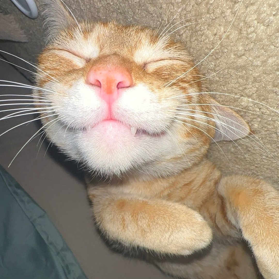 Baby Boy