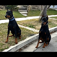 Chapo Max joined the competition — help win amazing prizes! alert, animal, black_and_tan, canine, collar, daytime, doberman, dog, ears_up, grass, nature, outdoor, pet, quiet, sidewalk, sitting, street, suburban, two_dogs, watchful