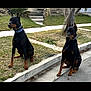 alert, animal, black_and_tan, canine, collar, daytime, doberman, dog, ears_up, grass, nature, outdoor, pet, quiet, sidewalk, sitting, street, suburban, two_dogs, watchful