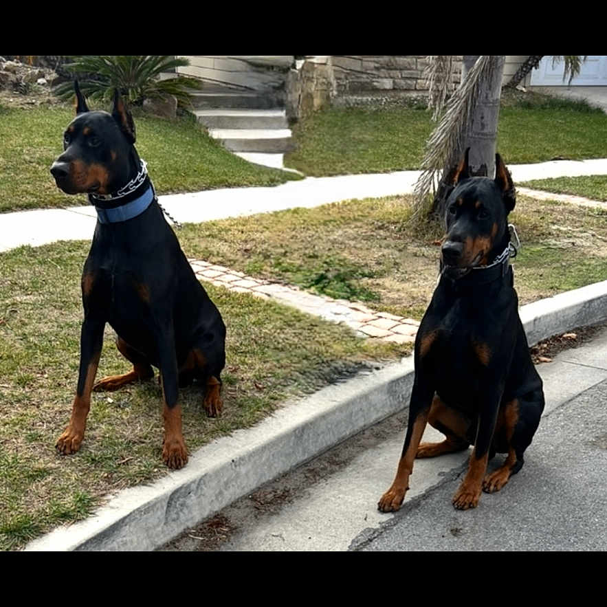 Chapo Max joined the competition — help win amazing prizes! alert, animal, black_and_tan, canine, collar, daytime, doberman, dog, ears_up, grass, nature, outdoor, pet, quiet, sidewalk, sitting, street, suburban, two_dogs, watchful