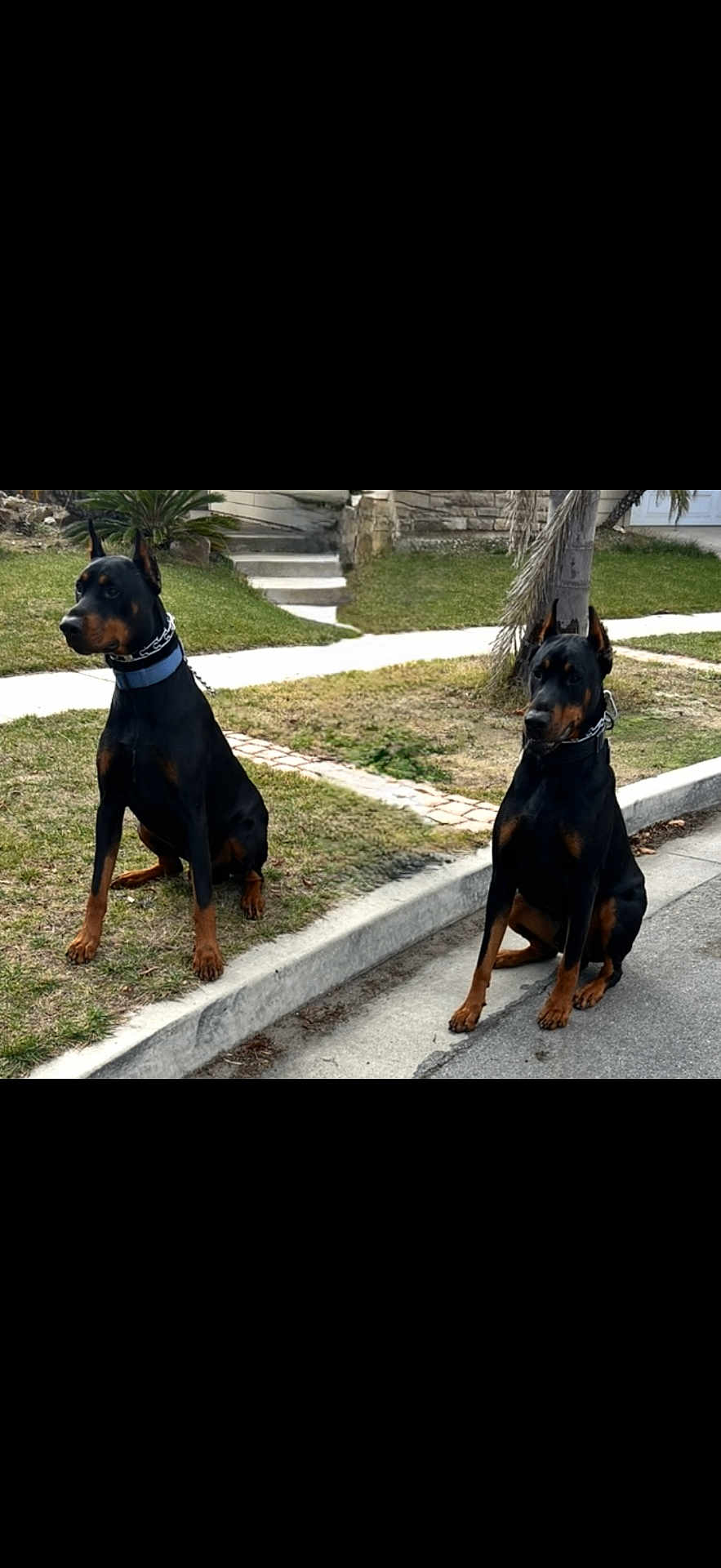 Chapo Max joined the competition — help win amazing prizes! alert, animal, black_and_tan, canine, collar, daytime, doberman, dog, ears_up, grass, nature, outdoor, pet, quiet, sidewalk, sitting, street, suburban, two_dogs, watchful