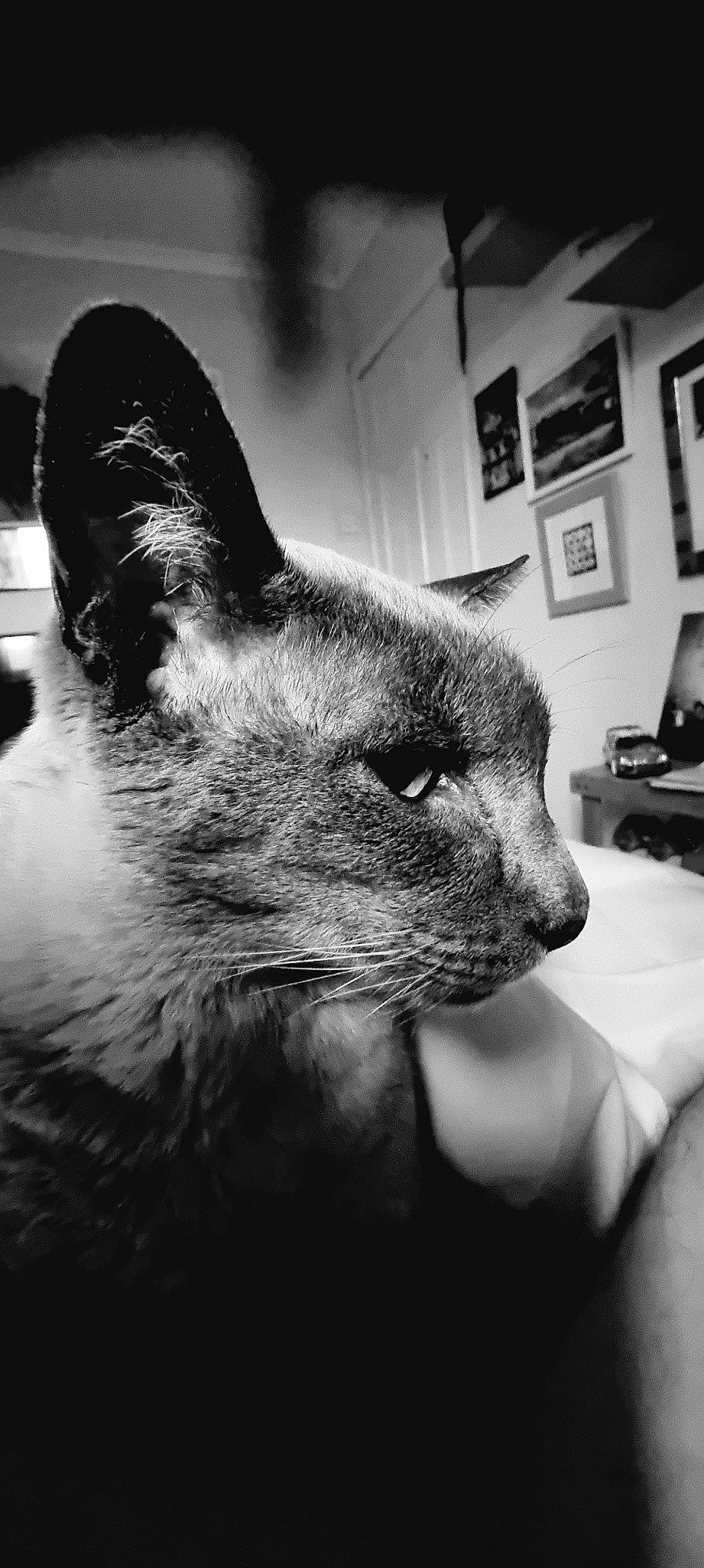 Dexter is registered to the contest to win money with this photo: black, black_and_white, carnivore, cat, comfort, domestic_short_haired_cat, ear, felidae, fur, grey, mammal, monochrome, monochrome_photography, picture_frame, small_to_medium_sized_cats, snout, stock_photography, style, whiskers, wildlife