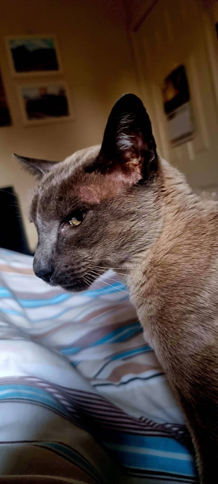 Dexter is registered to the contest to win money with this photo: carnivore, cat, claw, comfort, domestic_short_haired_cat, ear, electric_blue, fawn, felidae, fur, grey, picture_frame, russian_blue, small_to_medium_sized_cats, snout, terrestrial_animal, whiskers, wildlife, window