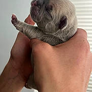 Baby is registered to the contest to win money with this photo: puppy, newborn, dog, hands, closeup, fur, paws, sleeping, cute, pet, animal, domestic, young, small, human_hand, indoor, soft_light, peaceful, gentle, portrait