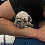 Baby joined the competition — help win amazing prizes! puppy, dog, pug, pet, animal, cute, resting, sleepy, arm, human, black_shirt, blue_bed, blanket, closeup, face, tongue, fur, indoor, comfort, friendship