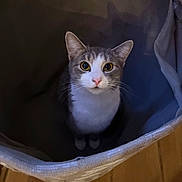 Luna is registered to the contest to win money with this photo: cat, pet, indoor, basket, curious, looking_up, fabric, white_fur, grey_fur, wooden_floor, cozy, soft_lighting, animal, feline, domestic_cat, close_up, cute, sitting, whiskers, ears