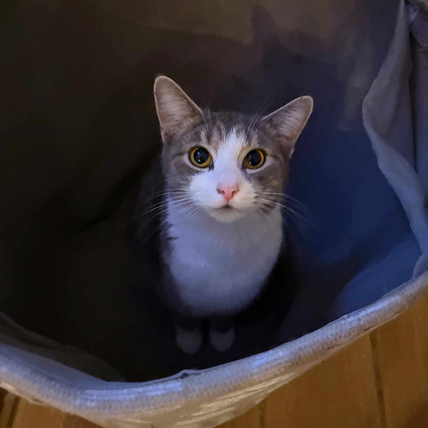 Luna