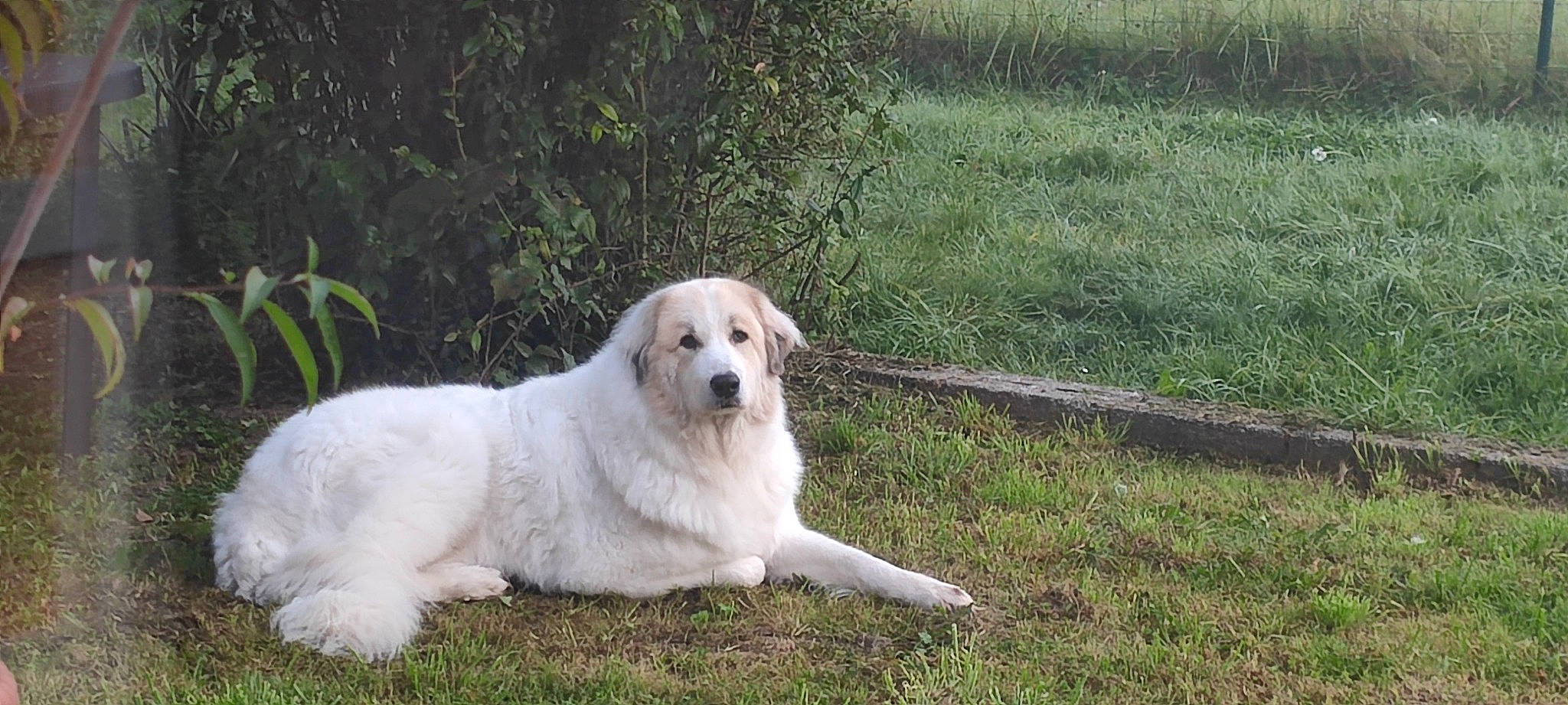 Roma participe au concours pour gagner de l'argent avec cette photo : canidae, carnivore, companion_dog, dog, dog_breed, fawn, grass, great_pyrenees, gun_dog, livestock_guardian_dog, maremma_sheepdog, plant, polish_tatra_sheepdog, snout, sporting_group, terrestrial_animal, tree, working_dog