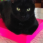 Black is registered to the contest to win money with this photo: animal, black_cat, cat, close_up, curious, cute, domestic_cat, ears, feline, fur, green_eyes, household, indoor, lace_tablecloth, pet, pink_box, resting, sitting, table, whiskers