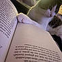 cat, book, paw, reading, curious, tabby, white, closeup, indoors, cozy, soft_light, feline, pet, animal, focus, blurred_background, page, literature, relaxation, companion