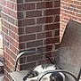 Atlas is registered to the contest to win money with this photo: cat, sleeping, chair, outdoor, brick_wall, pet, feline, resting, tabby, white_fur, paw, quiet, relaxed, sunlight, animal, home, cozy, mesh_chair, nap, peaceful
