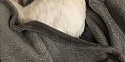 Atlas is registered to the contest to win money with this photo: cat, blanket, cozy, indoor, resting, feline, soft_texture, fur, sleeping, comfort, pet, domestic_animal, gray, white, close_up, relaxation, animal, cute, warm, fur_texture