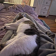 Atlas joined the competition — help win amazing prizes! cat, sleeping, blanket, bedroom, furniture, soft_lighting, cozy, indoor, fur, resting, comfort, home, domestic, pet, relaxation, gray, white, wood_floor, cabinet, bedspread