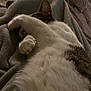 Atlas is registered to the contest to win money with this photo: cat, sleeping, paw, blanket, cozy, fur, indoor, resting, cute, pet, soft, relaxation, tabby, animal, comfort, feline, warm, snuggle, closeup, quiet