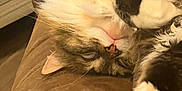 Kit Kat is registered to the contest to win money with this photo: cat, fluffy, sleeping, paw, couch, brown, fur, pet, cozy, indoor, relaxed, whiskers, animal, cute, resting, domestic, feline, pink_nose, tabby, closeup